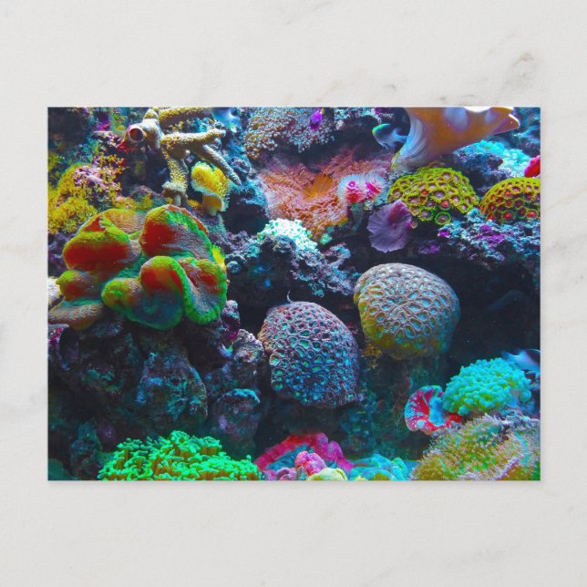 Gorgeous Coral Reef Postkarte (Vorderseite)