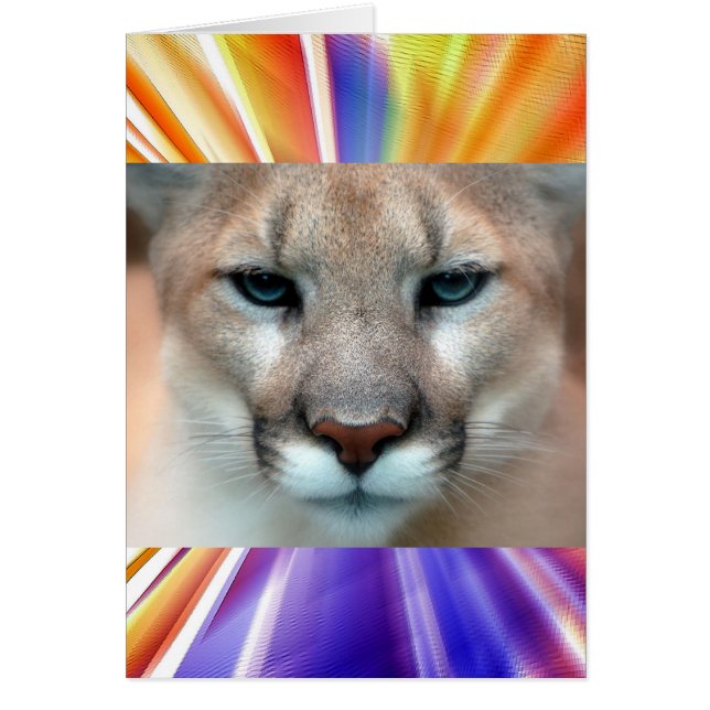 GORGEOUS COUGAR (Vorne)