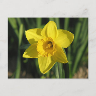 Gorgeous Daffodil Postkarte