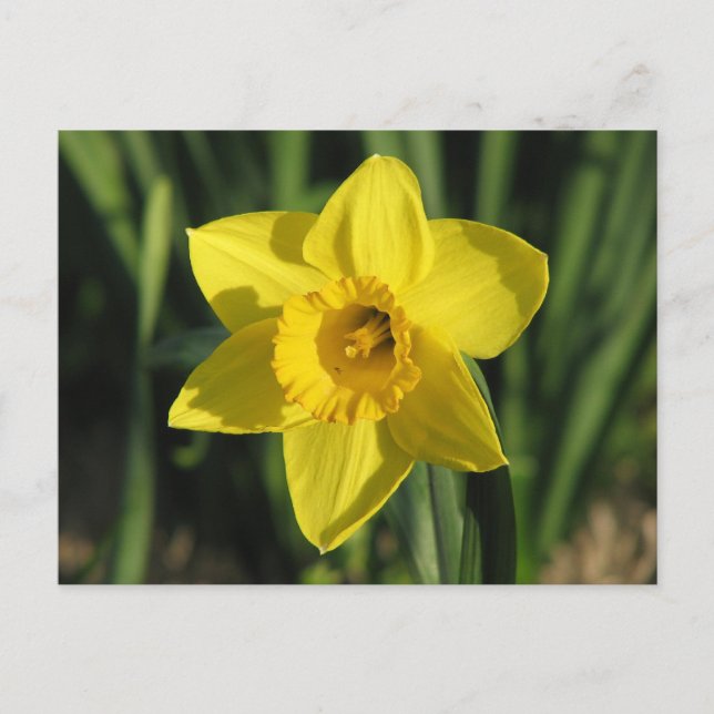 Gorgeous Daffodil Postkarte (Vorderseite)
