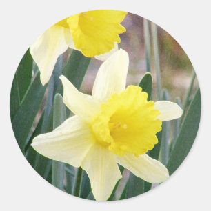 Gorgeous Daffodils Runder Aufkleber