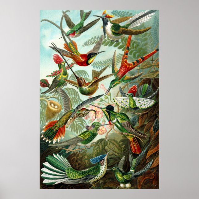 Gorgeous Ernst Haeckel Hummingbirds Poster (Vorne)