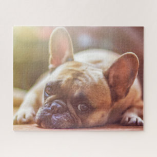 Gorgeous french bulldog lying down