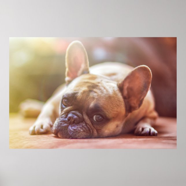 Gorgeous french bulldog lying down poster (Vorne)