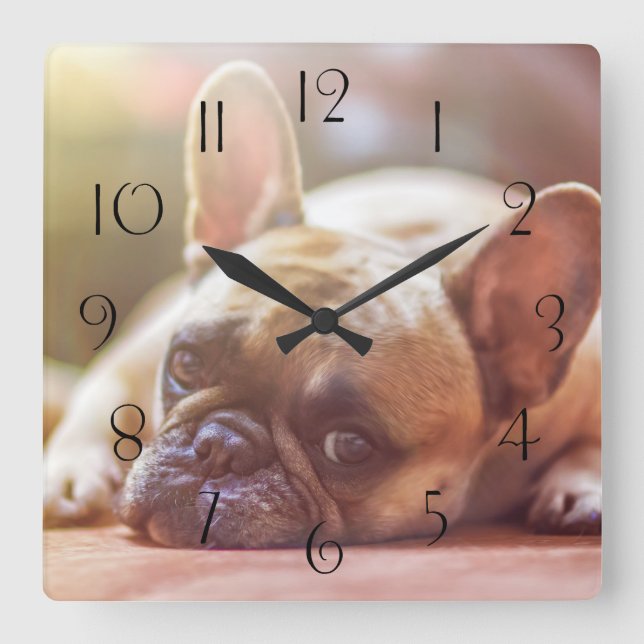 Gorgeous french bulldog lying down quadratische wanduhr (Vorderseite)