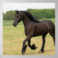 Gorgeous Friesian Horse