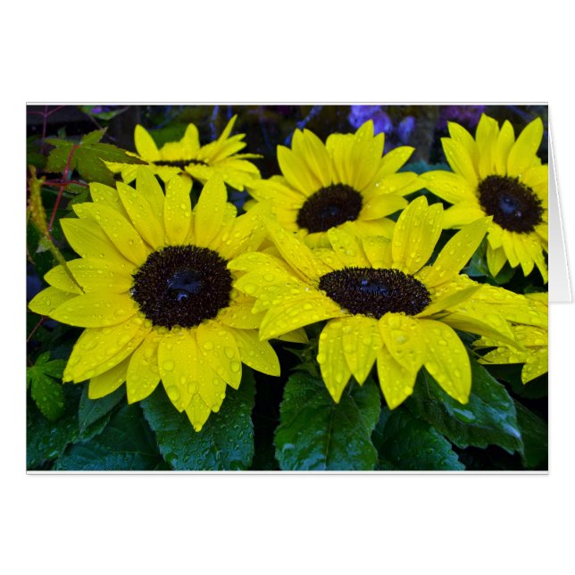GORGEOUS GARDEN SUNFLOWERS (Vorderseite (Horizontal))