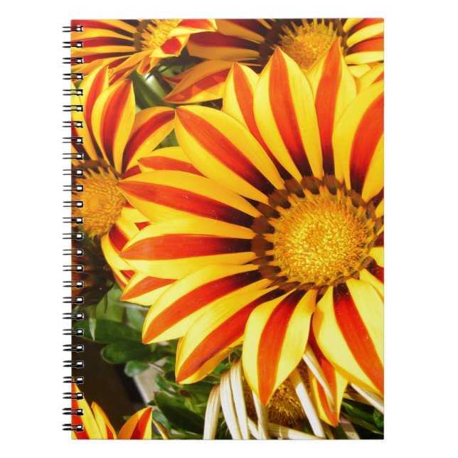 Gorgeous Gazania Notizblock (Vorderseite)