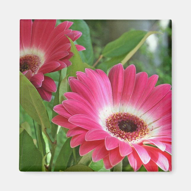 Gorgeous Gerbers Magnet (Vorne)