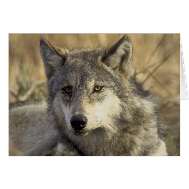 Gorgeous Gray Wolf (Vorderseite (Horizontal))