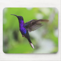 Gorgeous Hummingbird Mouse Pad