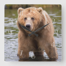Gorgeous Kodiak Braunbär