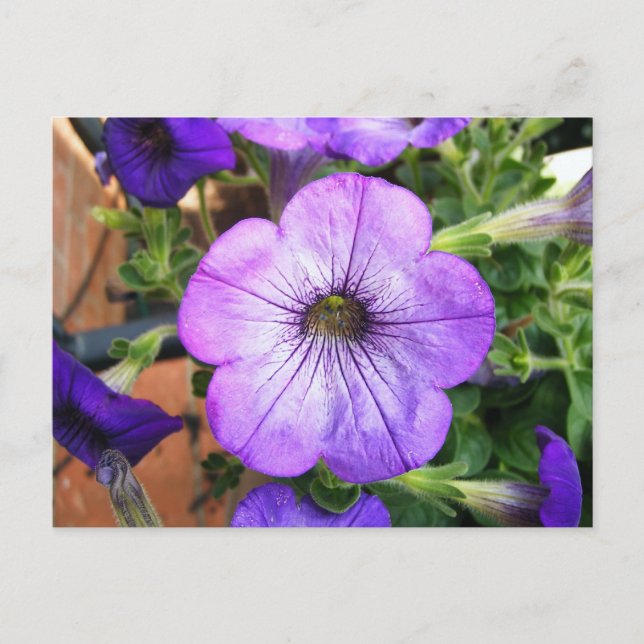 Gorgeous Lila Petunia Postkarte (Vorderseite)