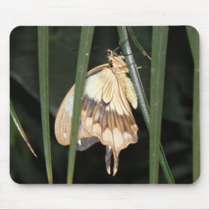 Gorgeous Moth Mousepad