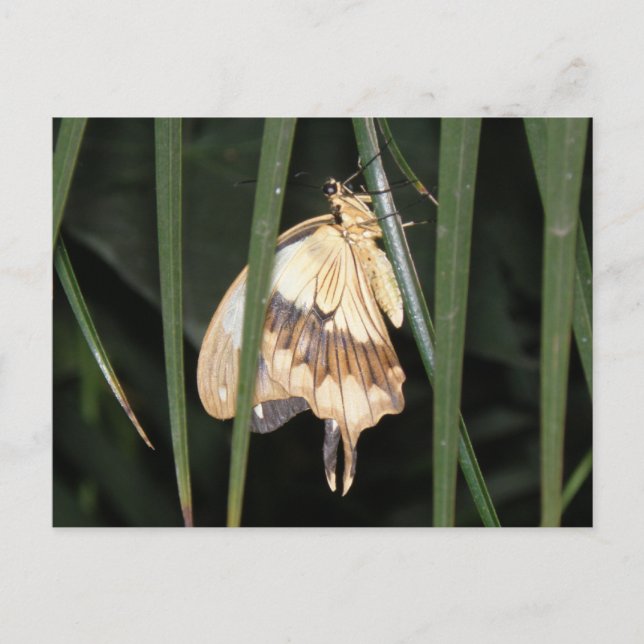 Gorgeous Moth Postcard Postkarte (Vorderseite)