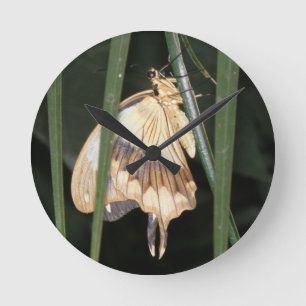Gorgeous Moth Wall Clock Runde Wanduhr