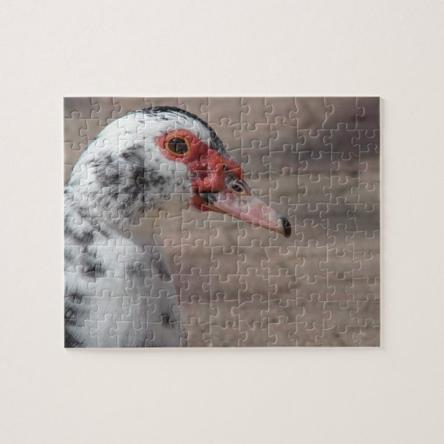 Gorgeous Muscovy Hen Duck (Horizontal)