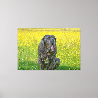 Gorgeous Neapolitan Mastiff Leinwanddruck