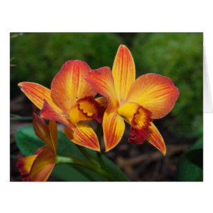 Gorgeous Orange Yellow Rhyncattleanthe Orchid
