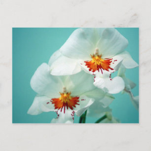 Gorgeous Orchids Postcard Postkarte