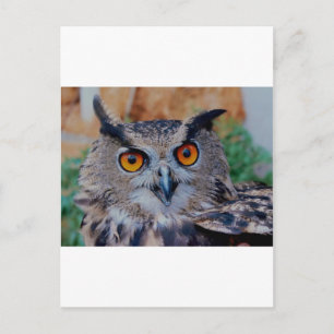 GORGEOUS OWL EYES POSTKARTE