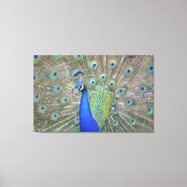 Gorgeous Peacock Leinwanddruck (Vorderseite)