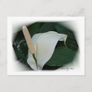 Gorgeous Petals 12 Postkarte