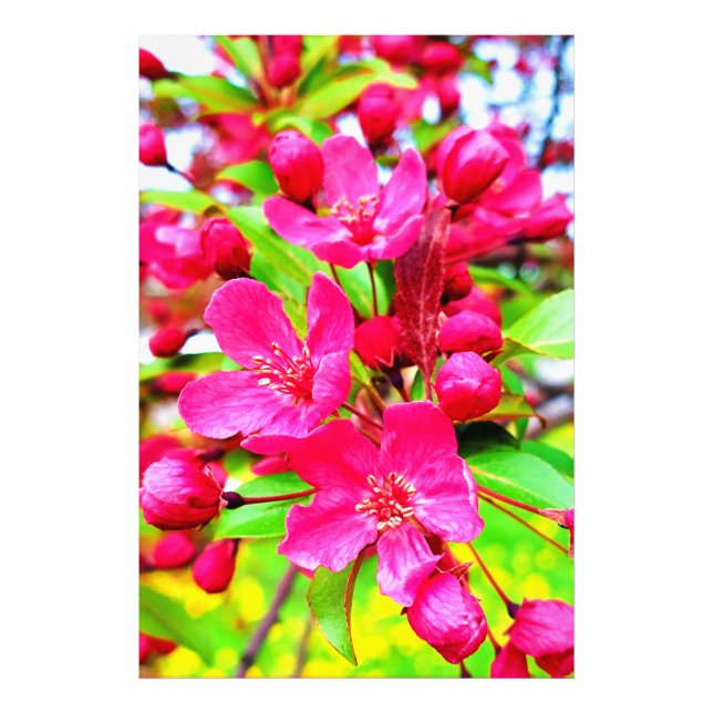 Gorgeous Red Barron Crabapple Foto (Vorne)