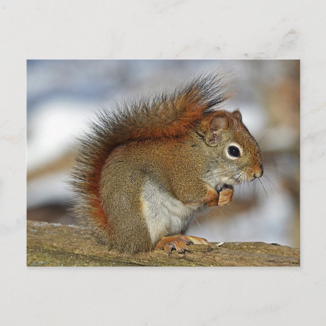 Gorgeous Red Squirrel Postkarte (Vorderseite)