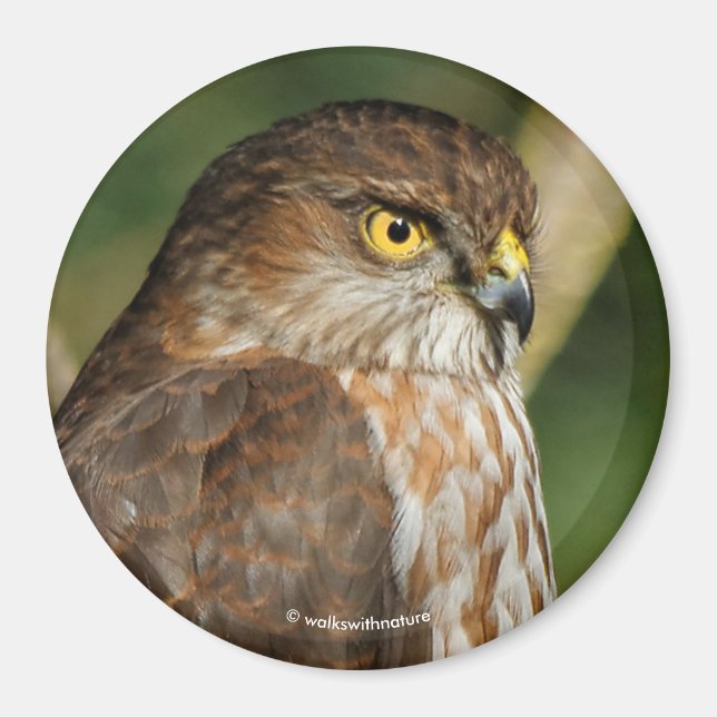 Gorgeous Sharp-Shinned Hawk kommt A-Callin' Magnet (Vorne)
