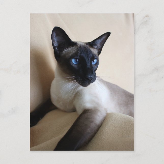 Gorgeous Siamese Cat Face Postkarte (Vorderseite)