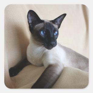 Gorgeous Siamese Cat Face Quadratischer Aufkleber