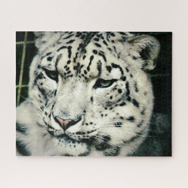 Gorgeous Snow Leopard (Horizontal)