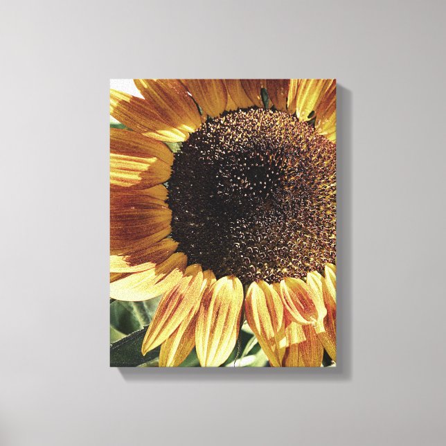 Gorgeous Sonnenblume | Foto von Cherie | Floral Leinwanddruck (Vorderseite)