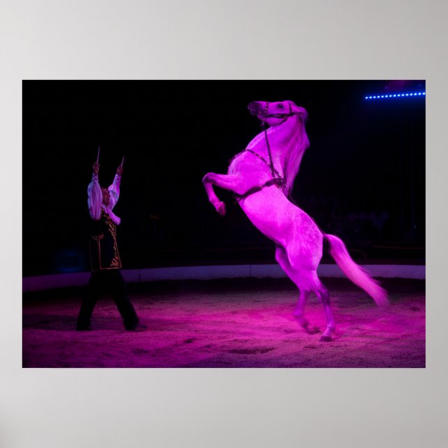 Gorgeous White Circus Horse Poster (Vorne)