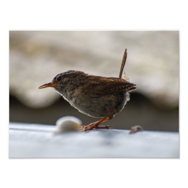 Gorgeous Wren Fotodruck (Vorne)