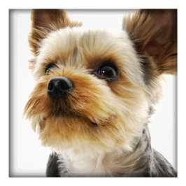 Gorgeous Yorkshire Terrier Fotodruck