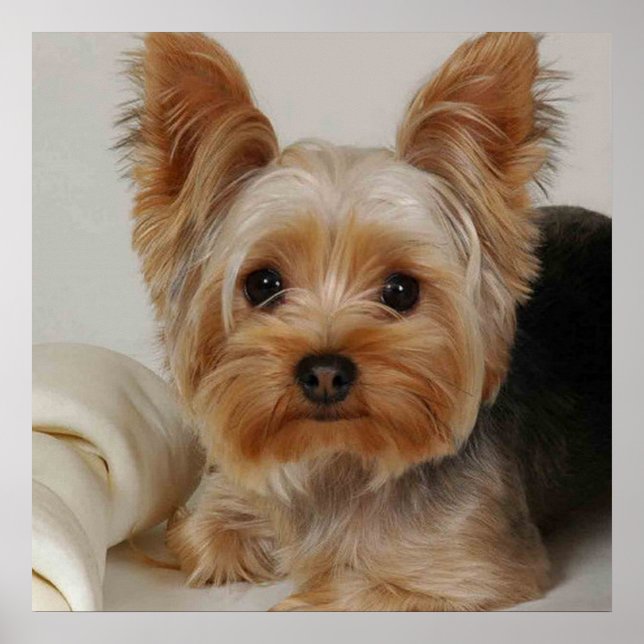 Gorgeous Yorkshire Terrier Poster (Vorne)