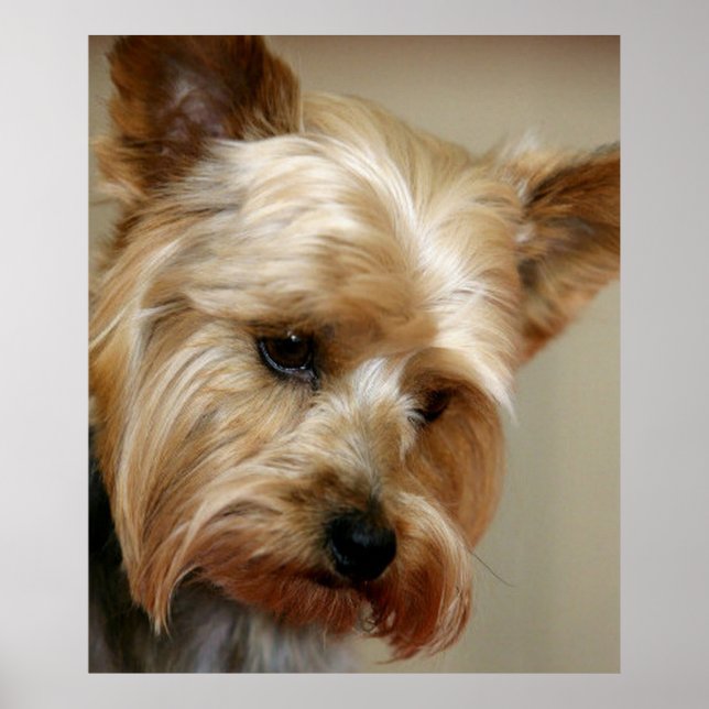Gorgeous Yorkshire Terrier Poster (Vorne)