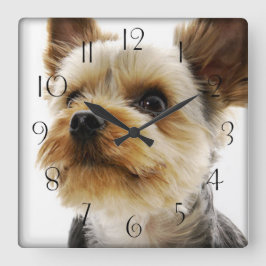 Gorgeous Yorkshire Terrier Quadratische Wanduhr