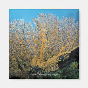 Gorgonian Koralle Magnet