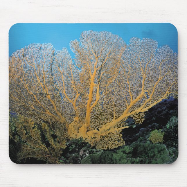 Gorgonian Koralle Mousepad (Vorne)