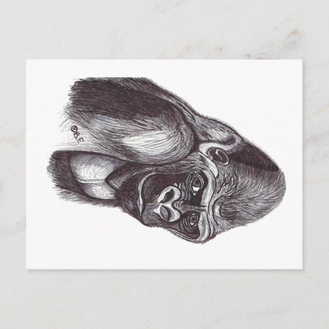 GORILA POSTKARTE (Vorderseite)