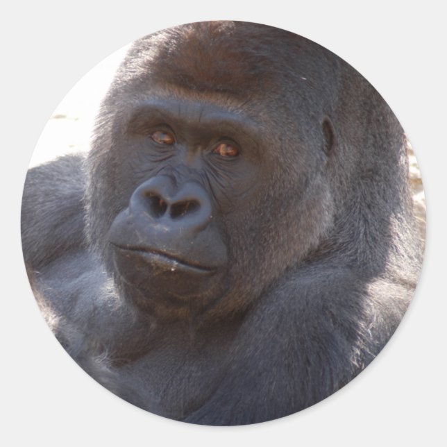 Gorilla_004 Runder Aufkleber (Vorderseite)