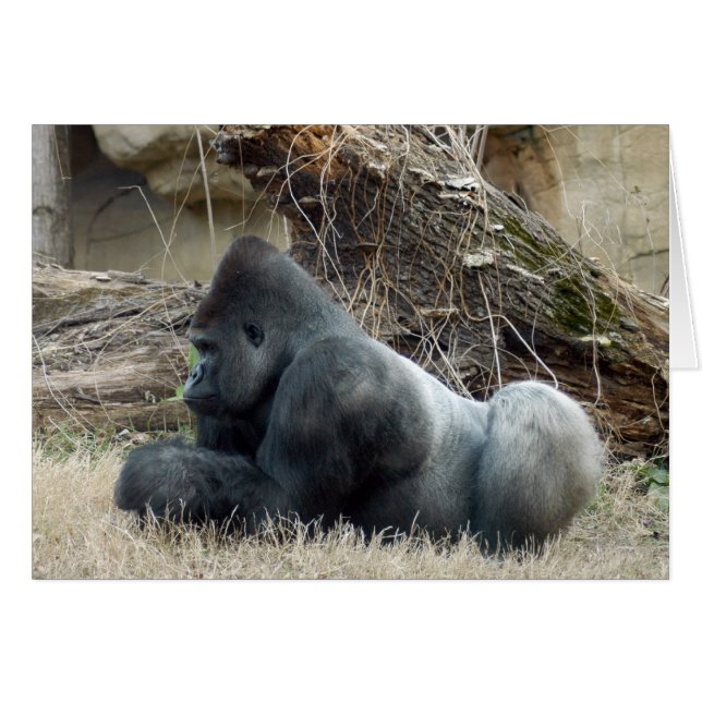 Gorilla_005 (Vorderseite (Horizontal))