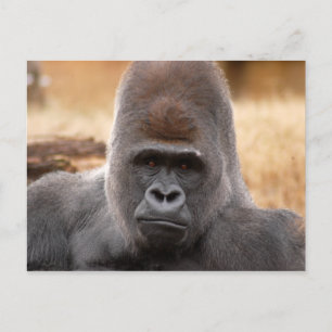Gorilla_018 Postkarte
