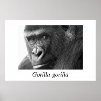 Gorilla-#1 Gorilla Gorilla Gorilla