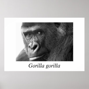 Gorilla-#1 Gorilla Gorilla Gorilla Poster