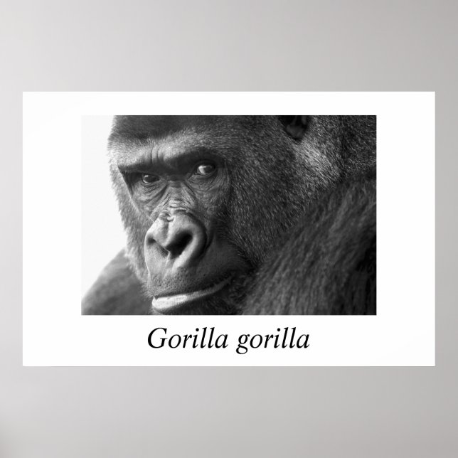 Gorilla-#1 Gorilla Gorilla Gorilla Poster (Vorne)
