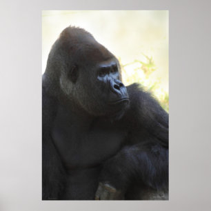 Gorilla-Anstarren-Plakat -40x60 - anderes sortiert Poster